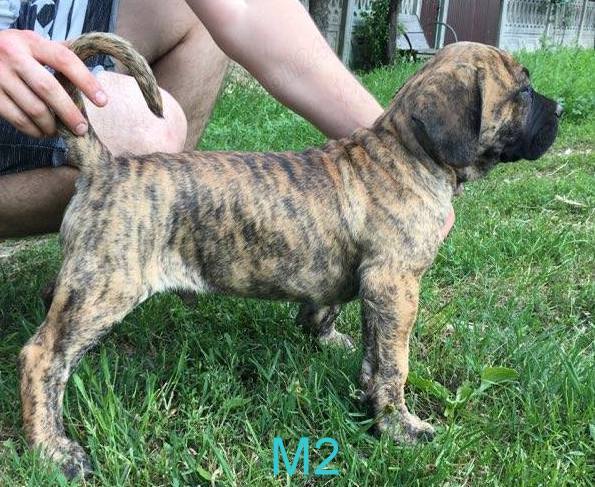 Pui Presa Canario Giurgiu cu acte