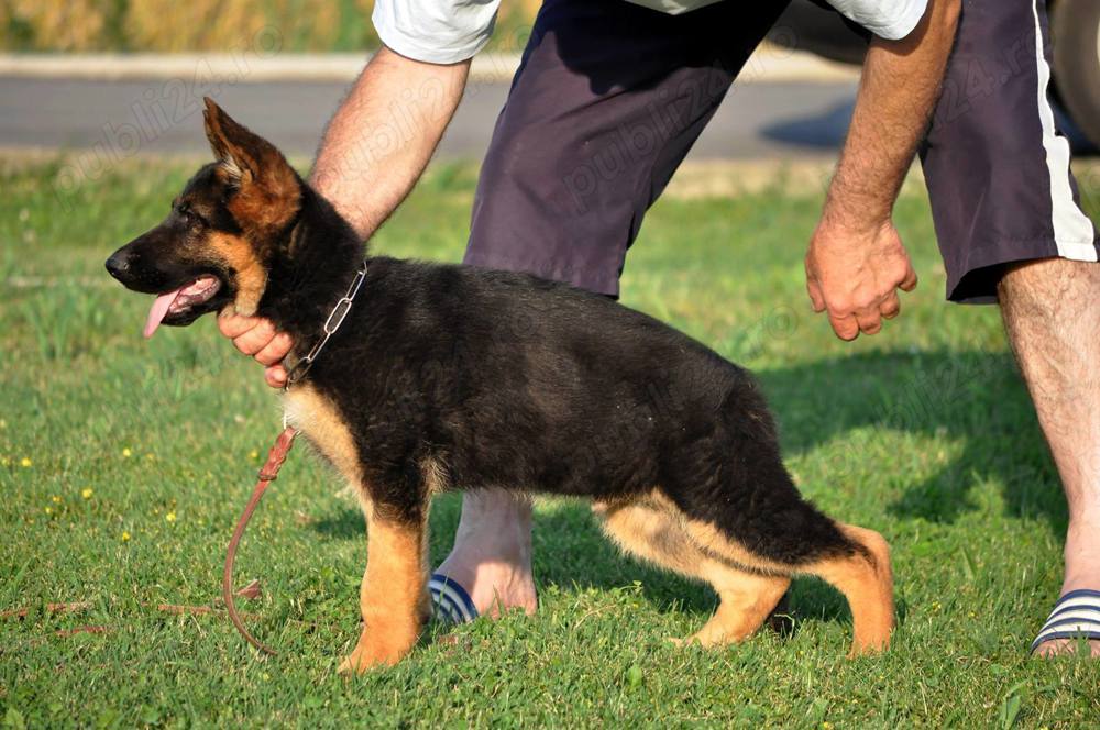 Ciobanesc German, 8 saptamani, genetică superioară 