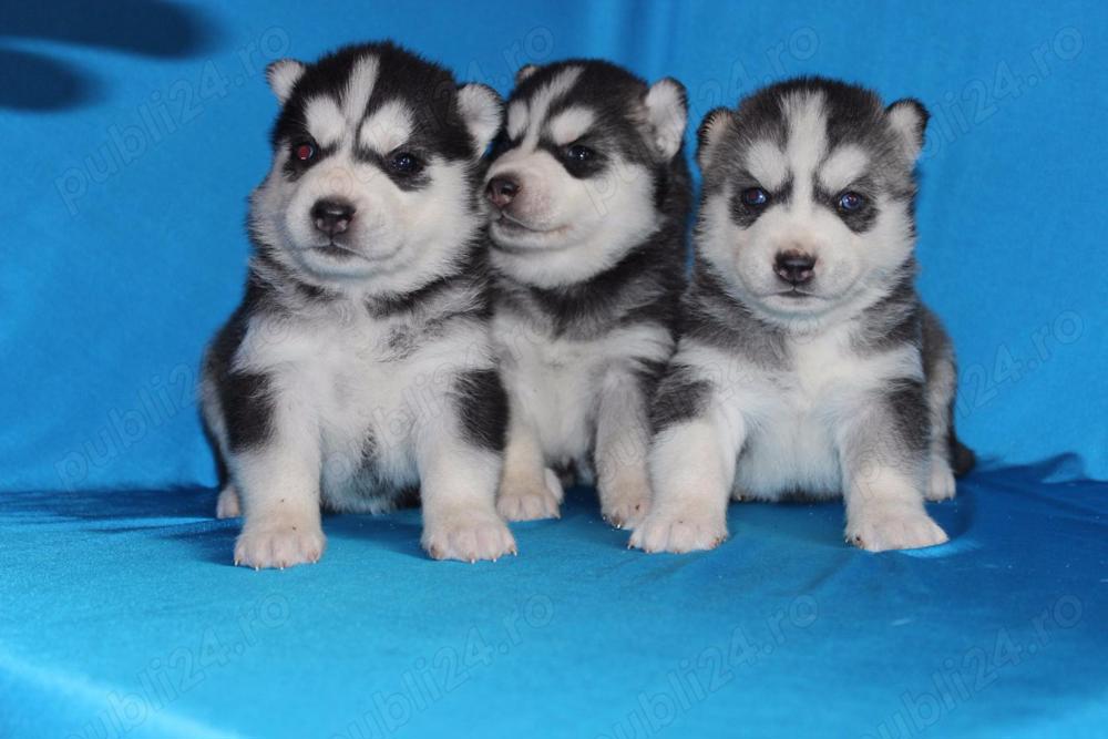 Husky Siberian, ochi albaștri, genetică superioară 