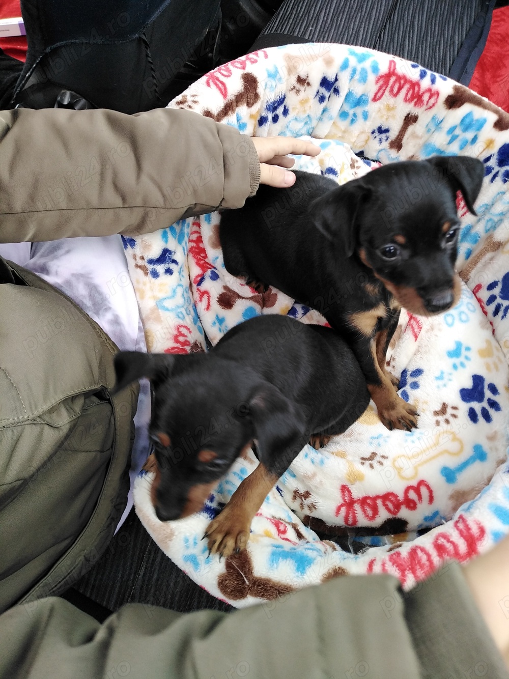 Căței pinscher pitic