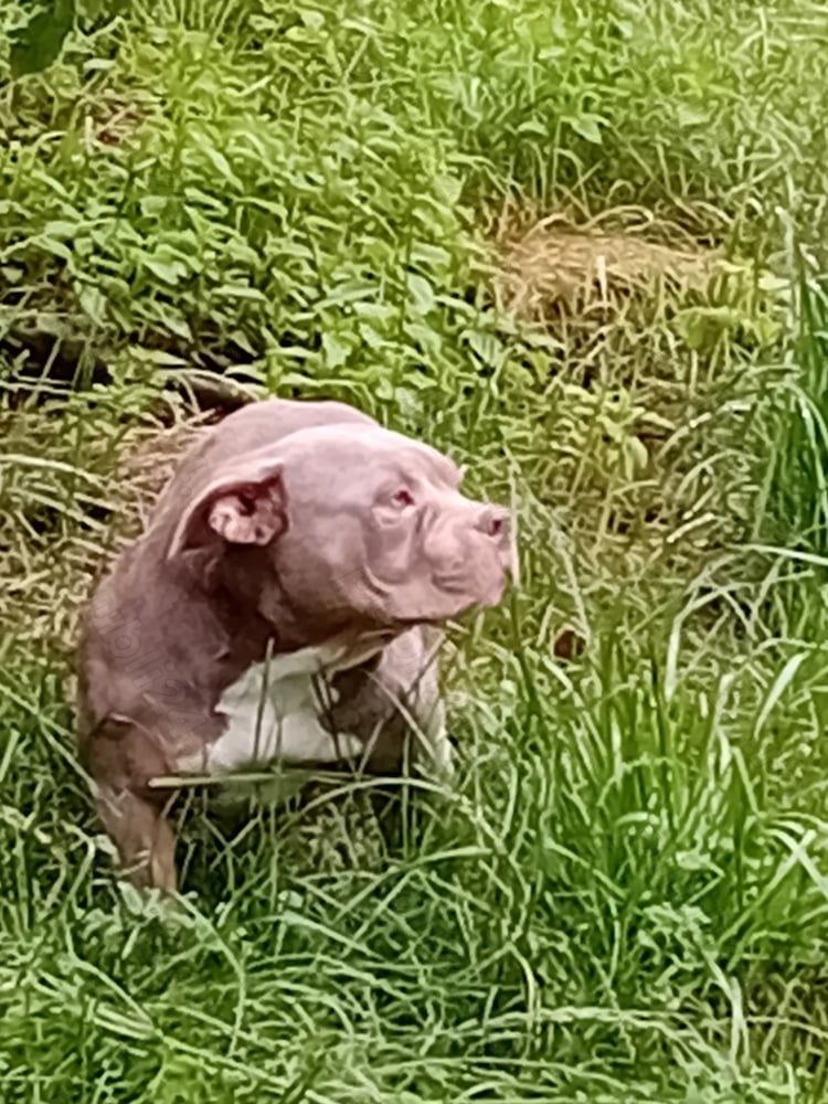 Oferta American bully pocket femela 