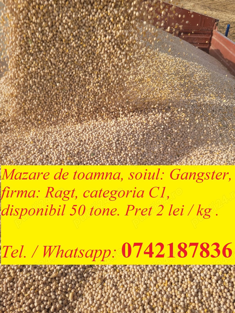 Mazare de toamna, soiul: Gangster, firma: Ragt, categoria C1, disponibil 50 tone .