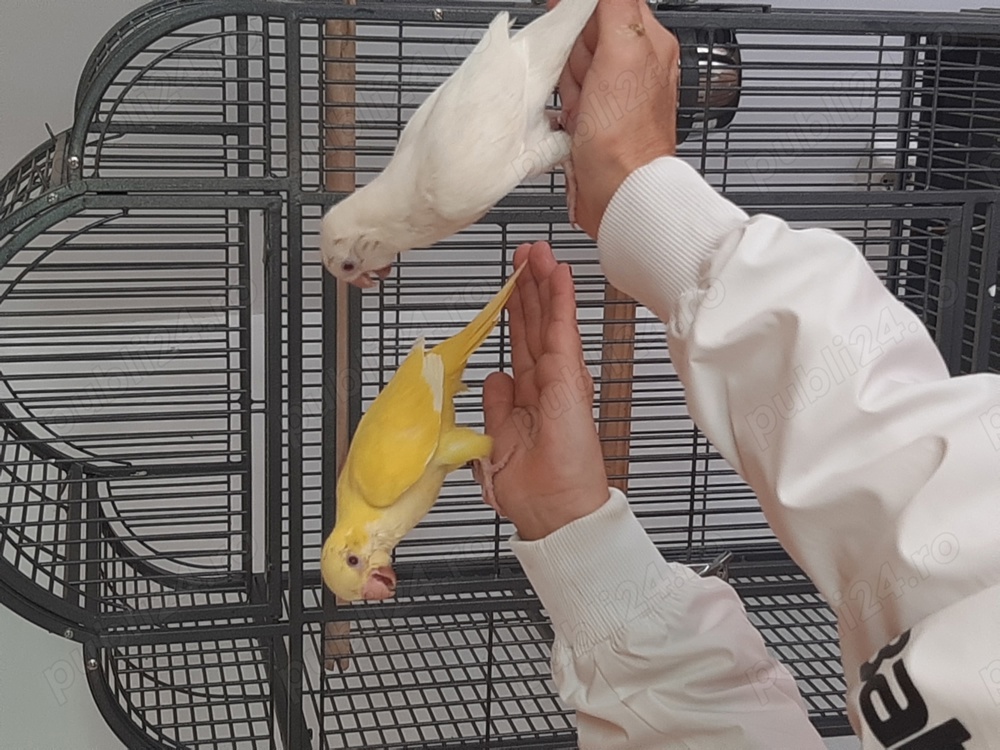 Papagali  Călugări blânzi și iubitori   Papagali  Călugări blânzi și iubitori