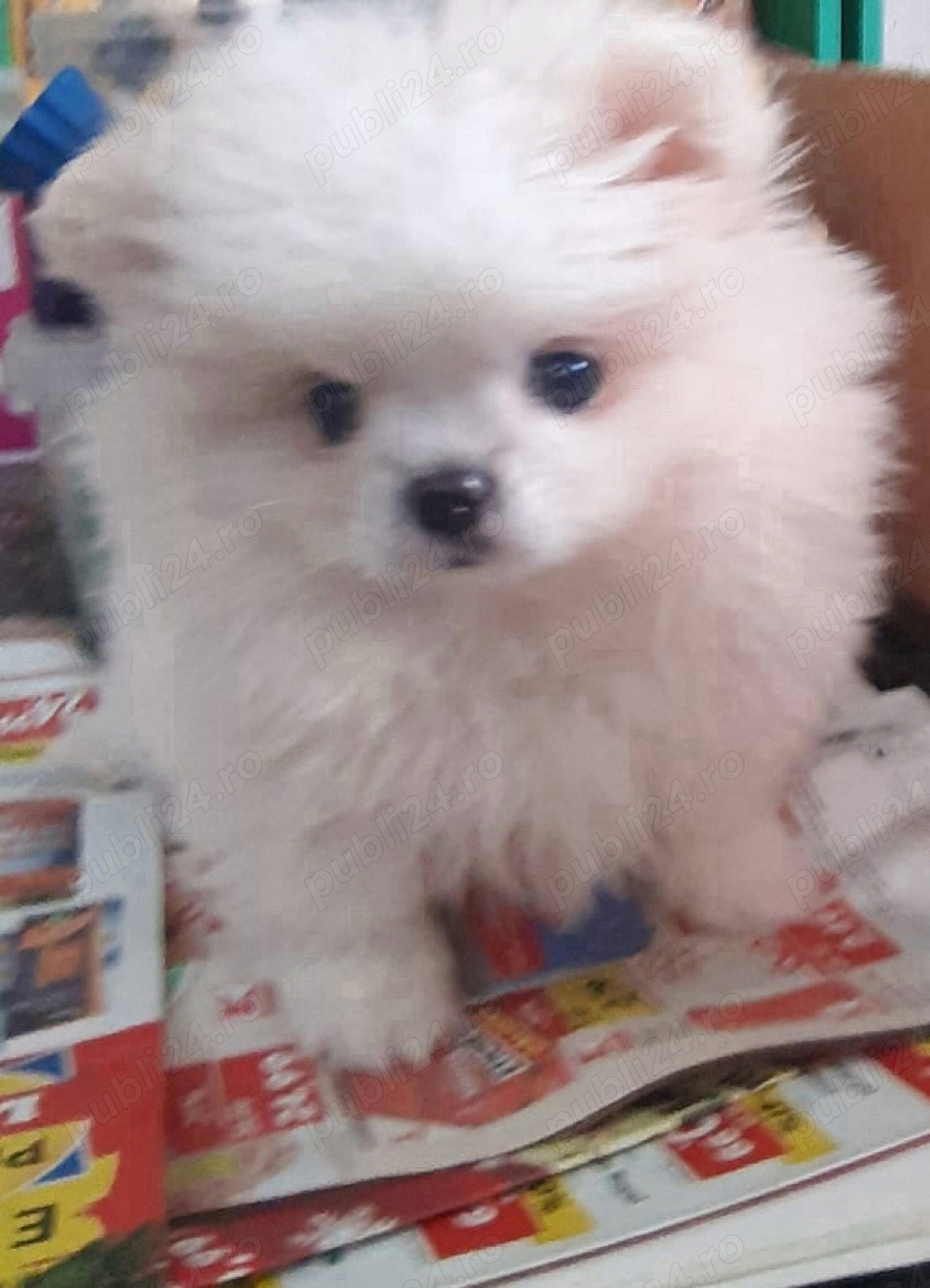 Pui pomeranian boo alb 