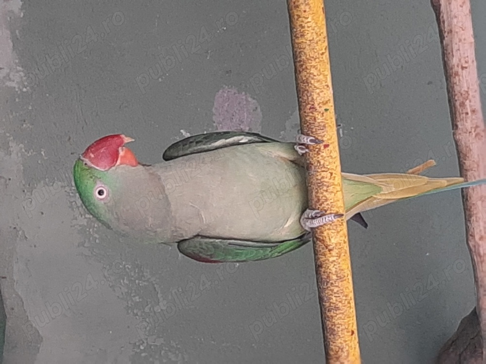 Femelă Marele Alexandar 