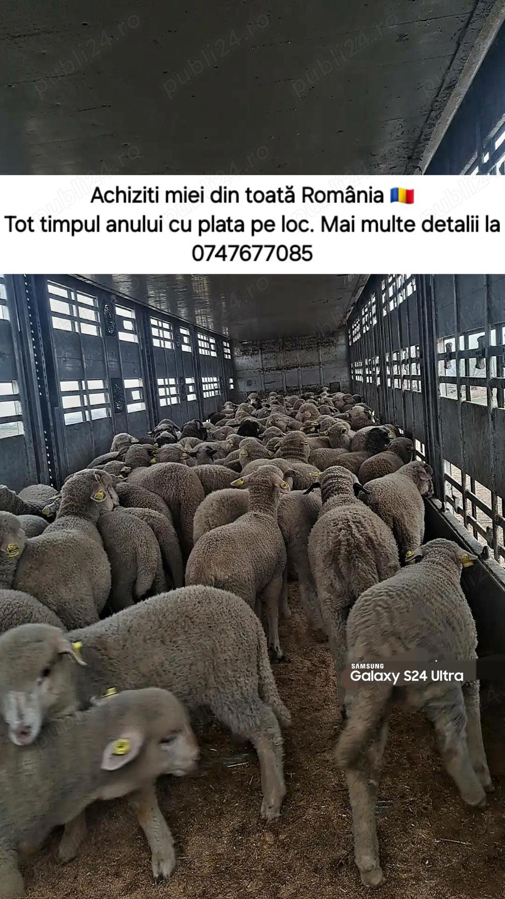 achiziționăm miei din toată România  achiziționăm miei din toată România