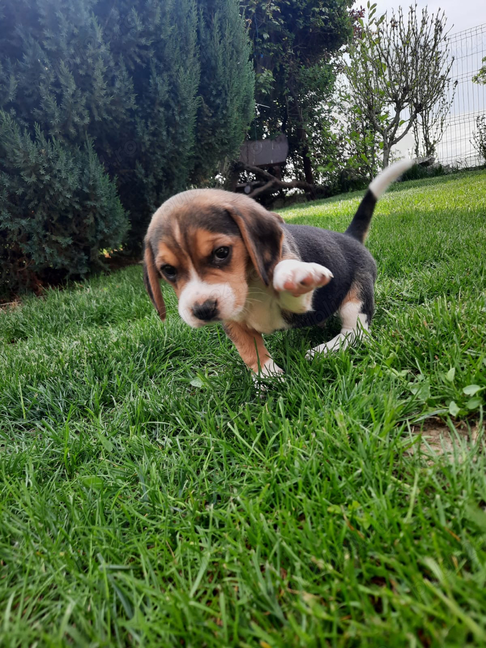 Beagle Tricolor