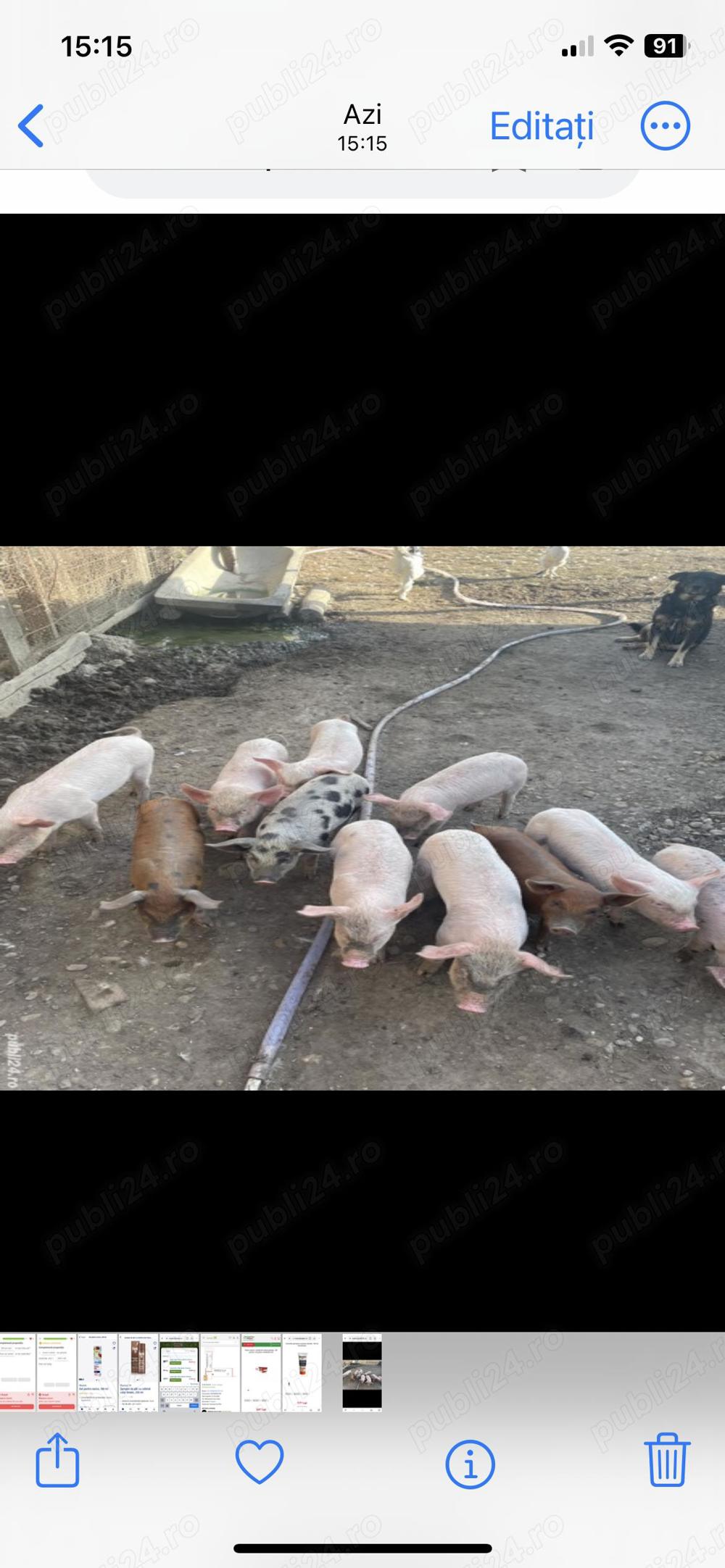 Vând purcei 10 săptămâni 700 lei Vând purcei 10 săptămâni 700 lei