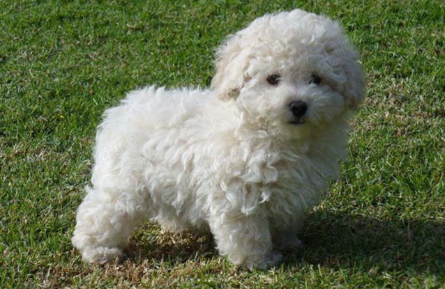 Bichon Bolognese. Asigur transport  Bichon Bolognese. Asigur transport