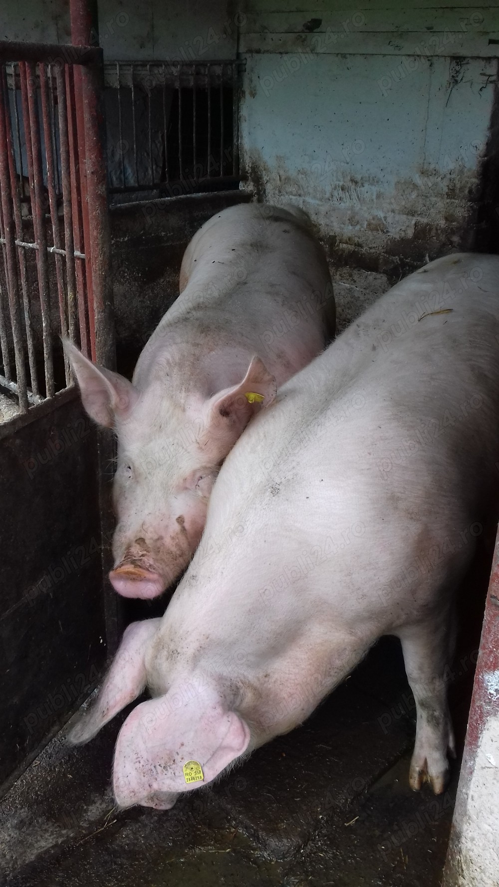 vănd porc gras marele alb 