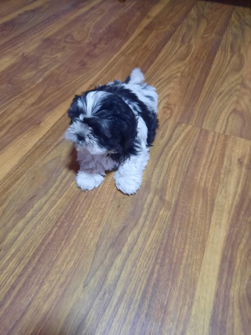 shitzu  2 luni vaccinat femela