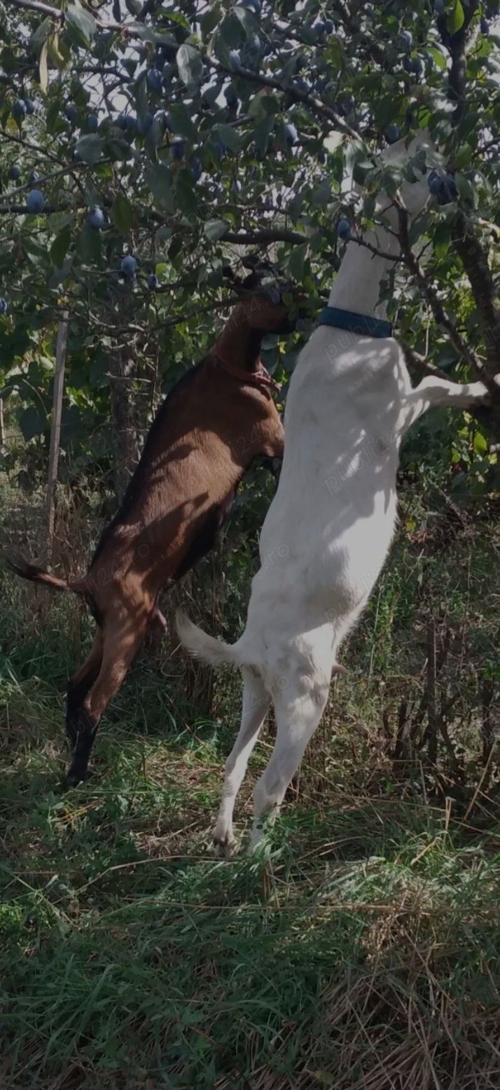 Capra Sannen isi schimbă domiciliul 