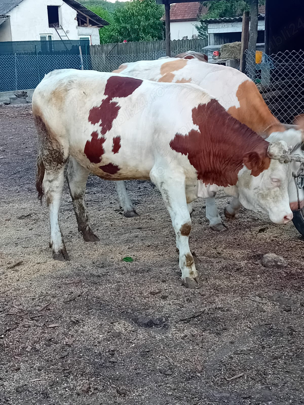 Vand Vaca Juninca  11 luni Baltata Romaneasca Vand Vaca Juninca  11 luni Baltata Romaneasca