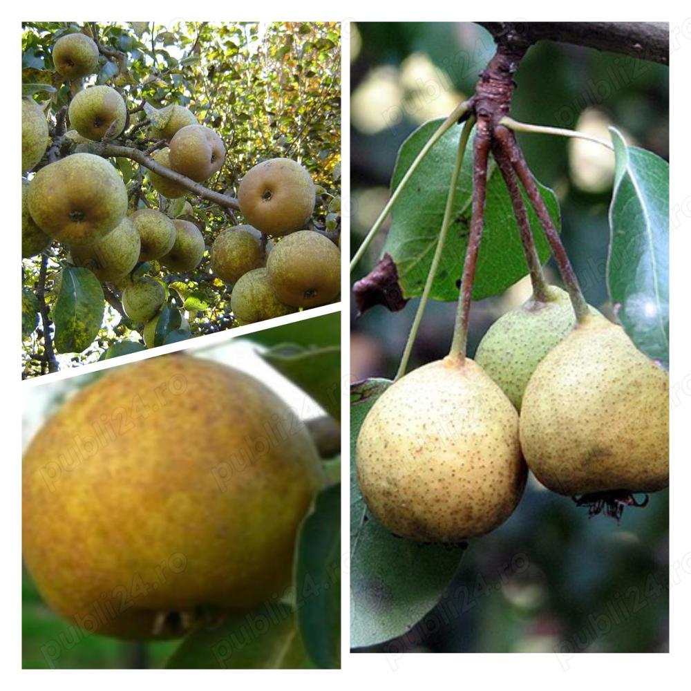 Palinca de pere padurete 