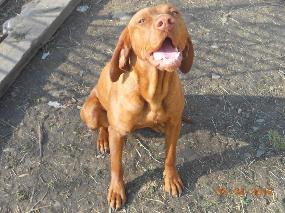 Vand caini pentru cautat trufe,