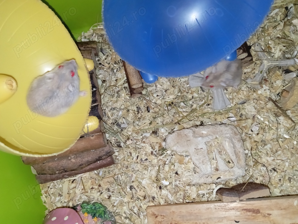 Vand Hamsteri pitici Rusesti - Siberieni, blanzi, cuminti, dragalasi