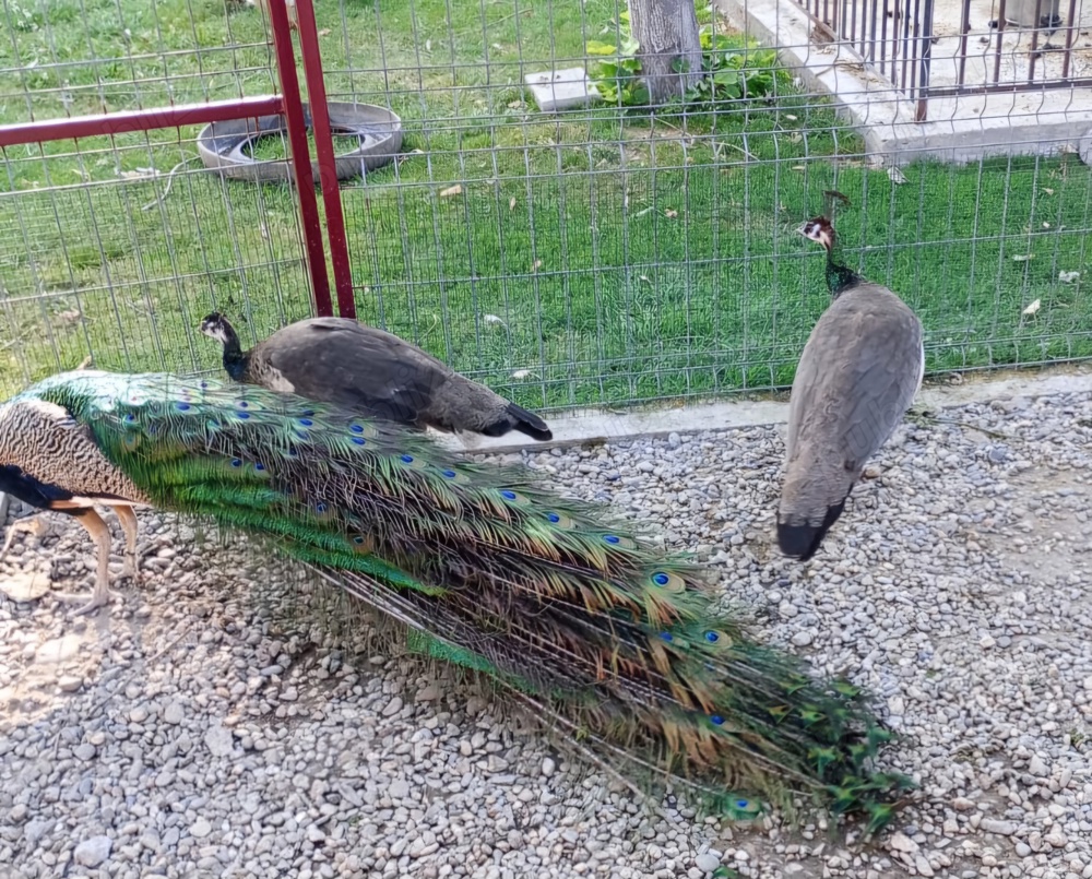 Vand pauni Vand pauni