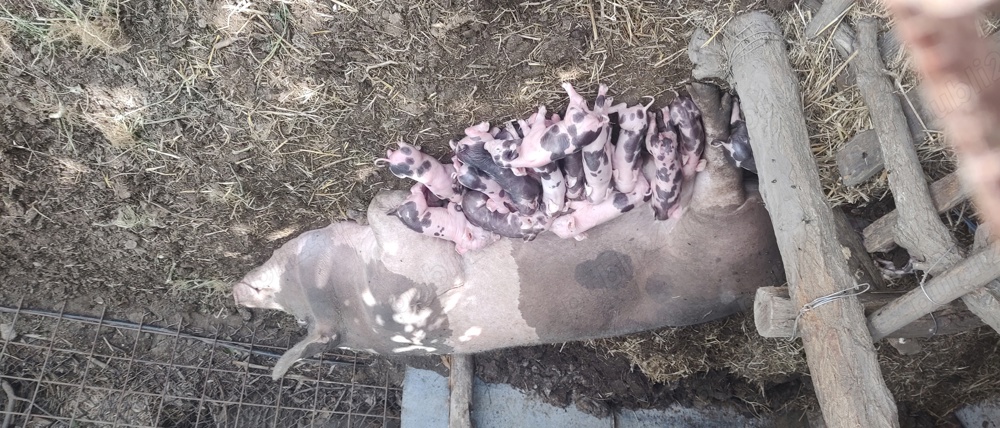 purcei pietrain si duroc purcei pietrain si duroc