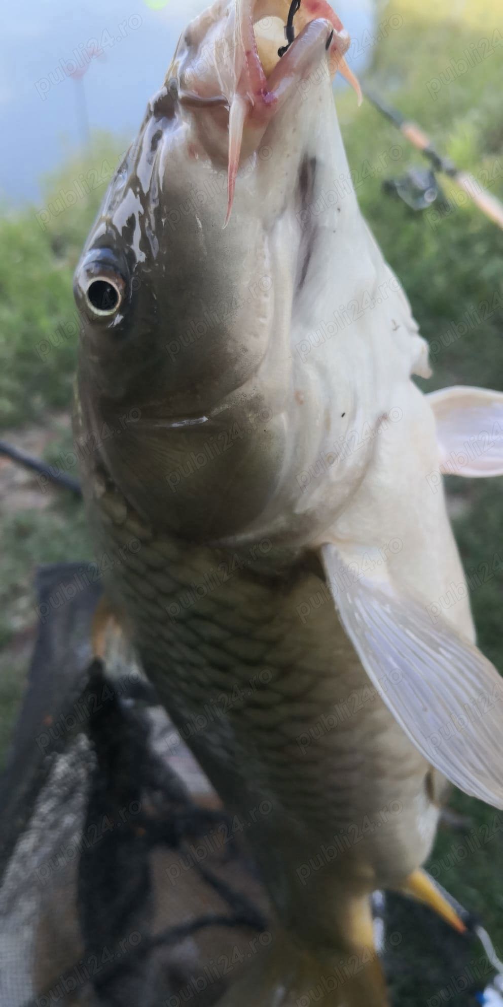 Vând Un vițel  Vând Un vițel