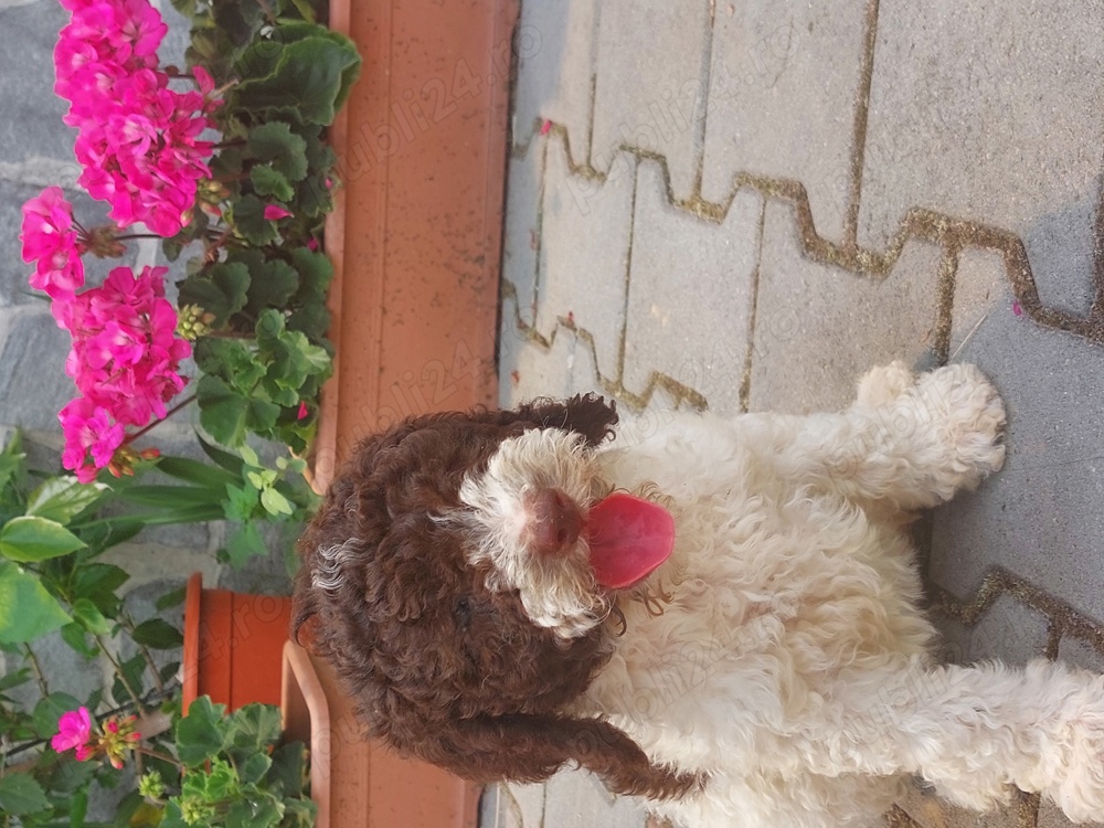 Lagotto romagnolo adulti sau pui Lagotto romagnolo adulti sau pui
