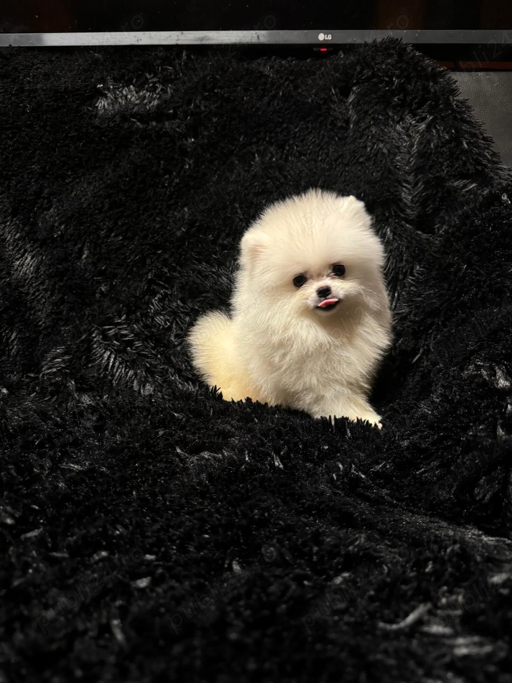 Pomeranian Tip Boo
