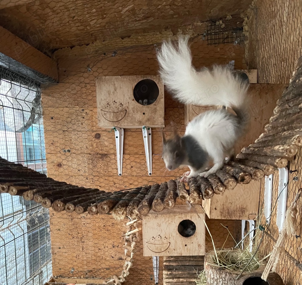 Vand veverite japoneze 