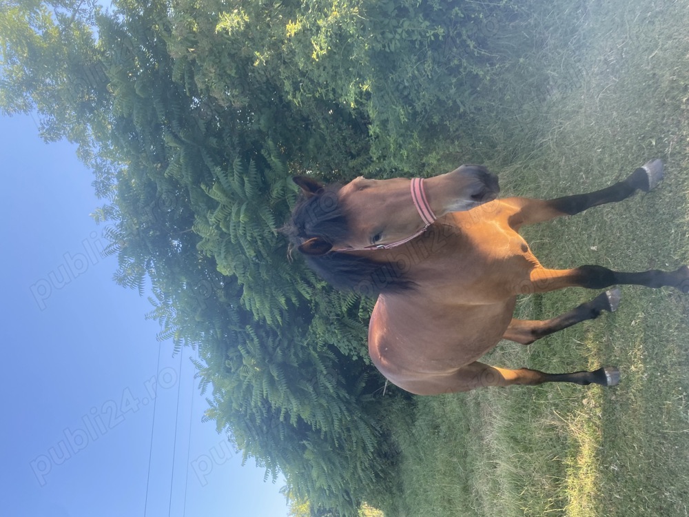 Vand manza de semigreu romanesc