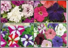 50 Seminte de Petunia superbissima  stelara  grandiflora-mixt culori