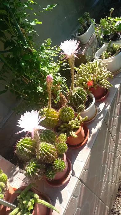 CACTUSI INFLORITI,in ghiveci ,cu radacinile intregi,diverse forme si culori,pentru pasionati 