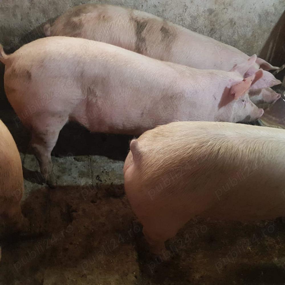 Porci de Carne Pt Tăiat 