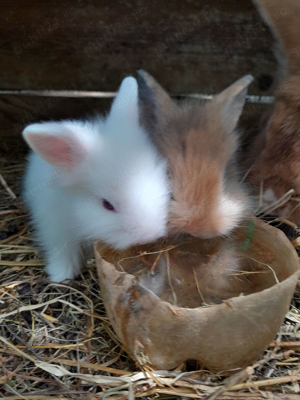 Iepurași pitici de companie vând.  Iepurași pitici de companie vând.