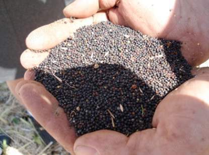 Rapita recolta 2025- Achizitie