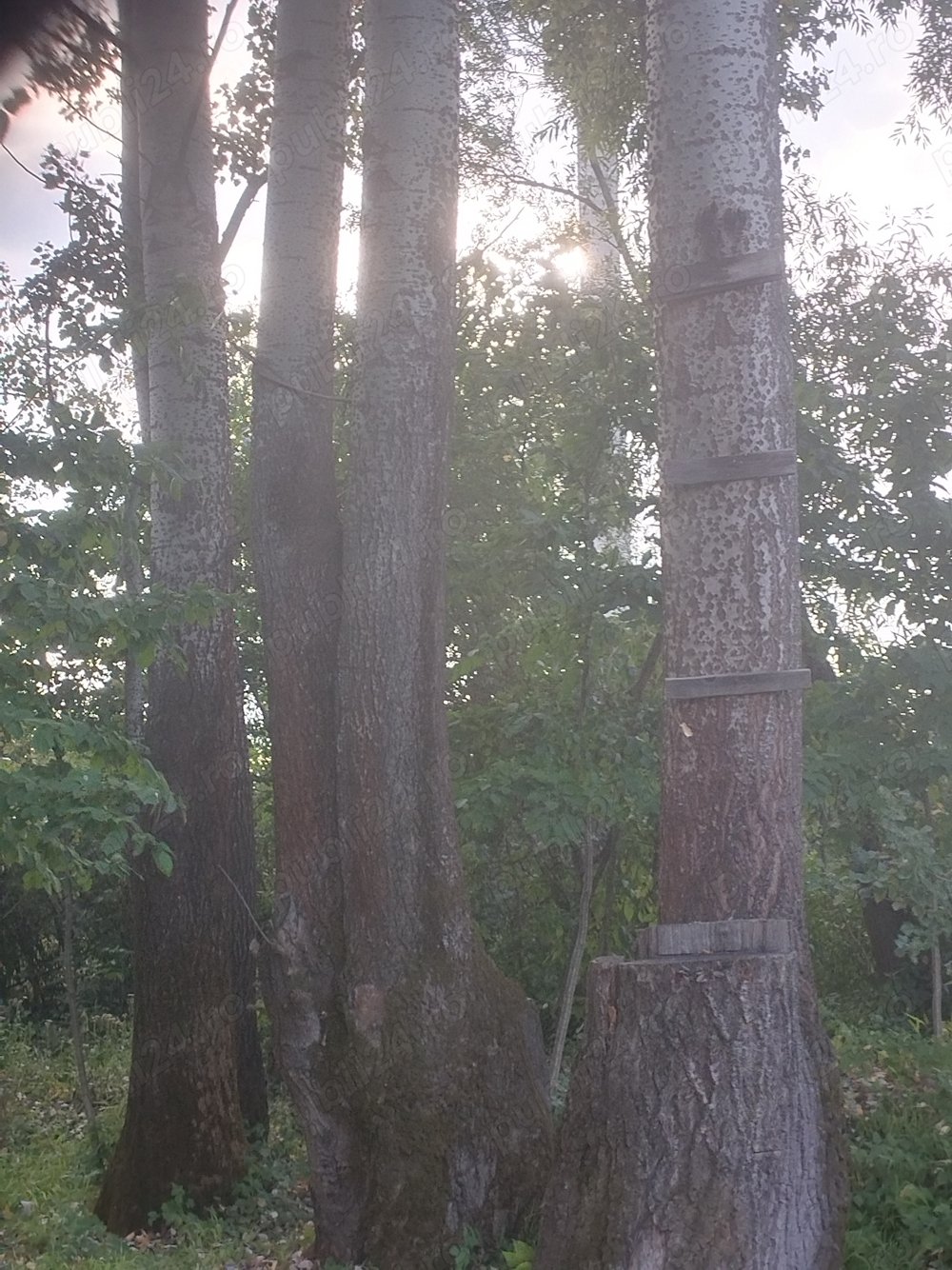 Vand lemn de plop pentru coatructi