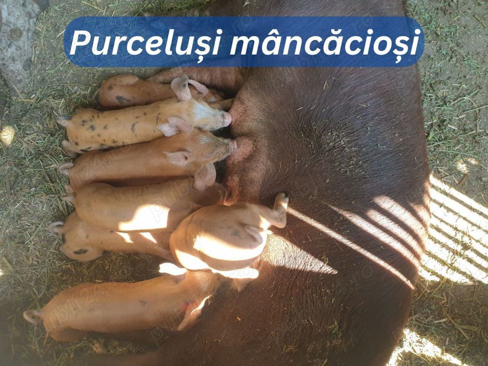 Vând purceluși Durok cu Pietran foarte mâncăcioși  Vând purceluși Durok cu Pietran foarte mâncăcioși