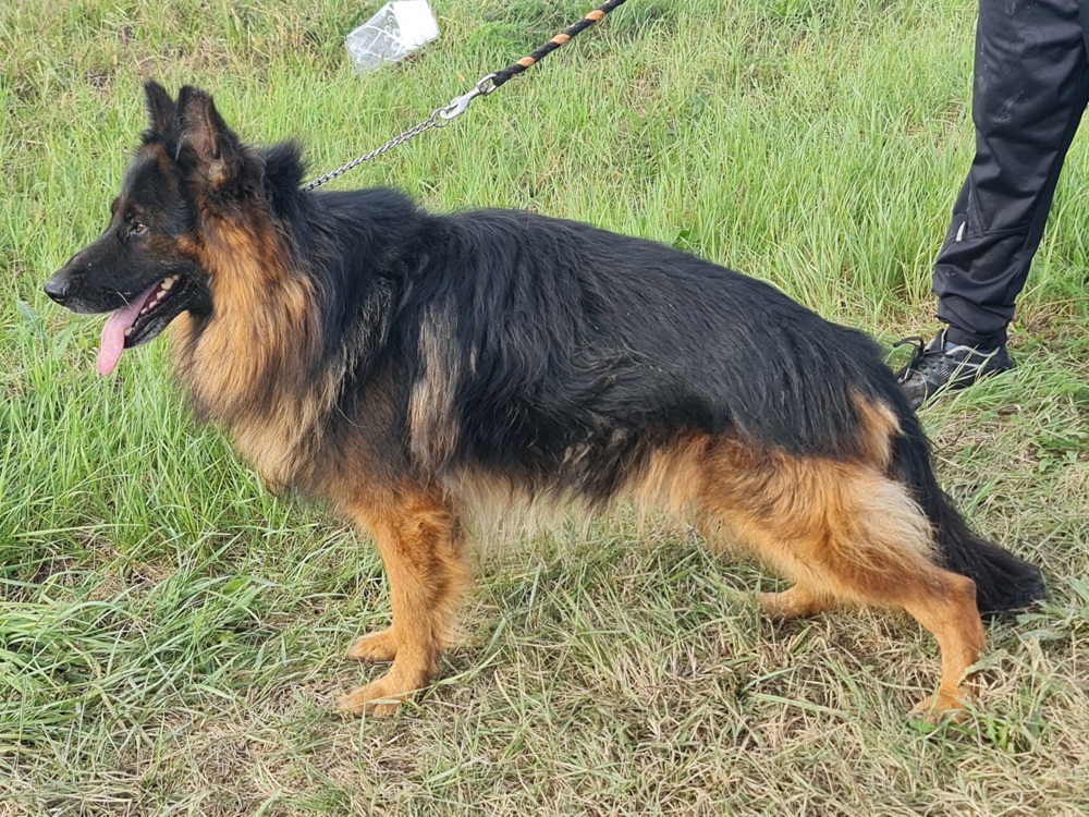 Donez ciobănesc german cu păr lung 