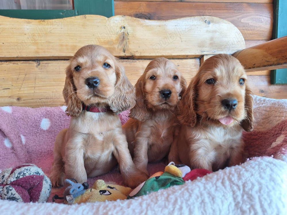 Pui din rasa cocker coker spaniol spaniel  Pui din rasa cocker coker spaniol spaniel