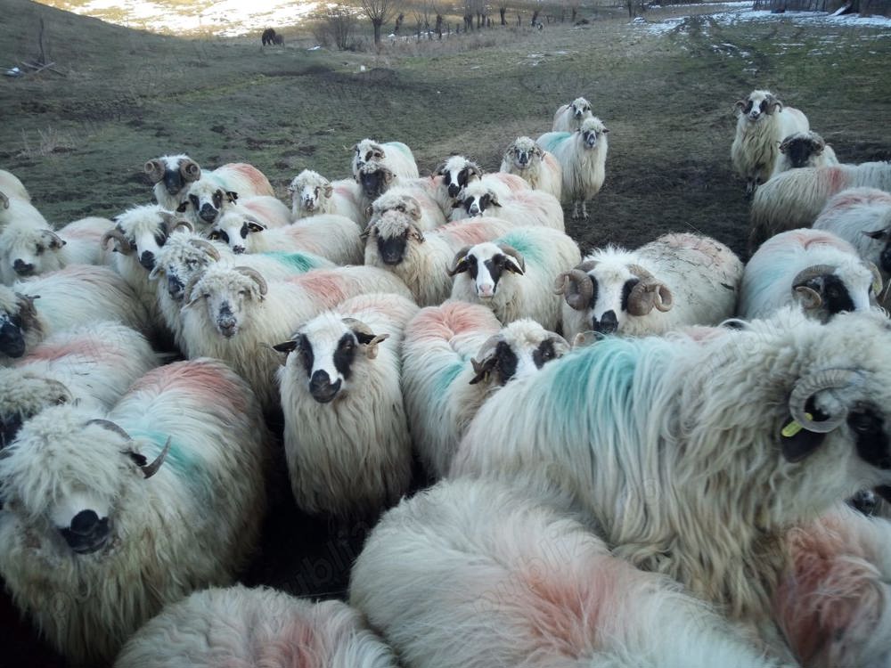 Caut cioban la oii... Caut cioban la oii...