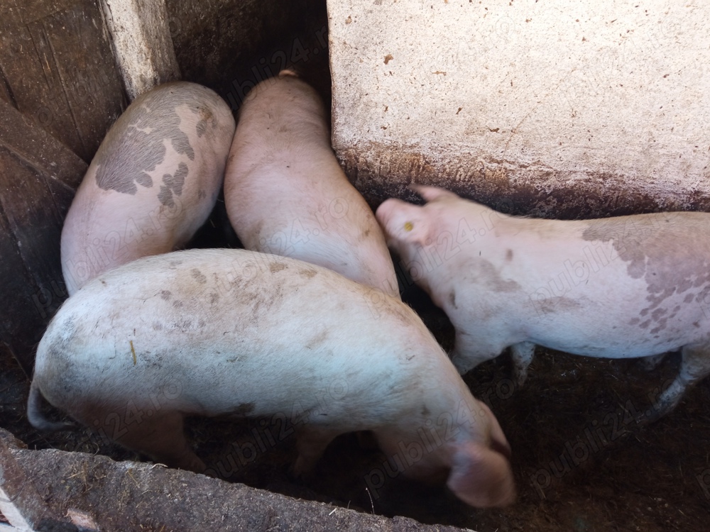 Vând purcele pentru reproductie Vând purcele pentru reproductie