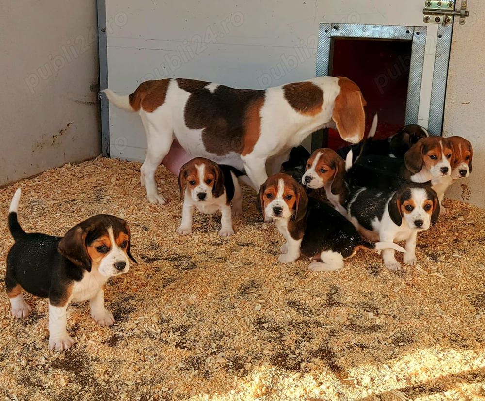 Beagle tricolor