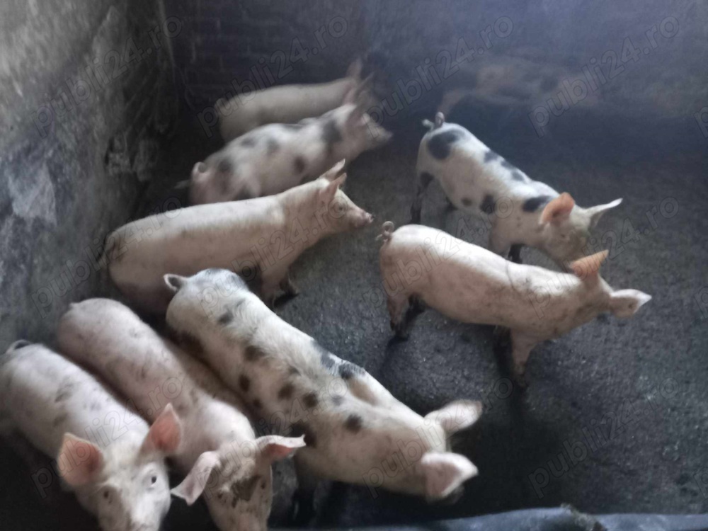 Soldani 50-90 kg Soldani 50-90 kg