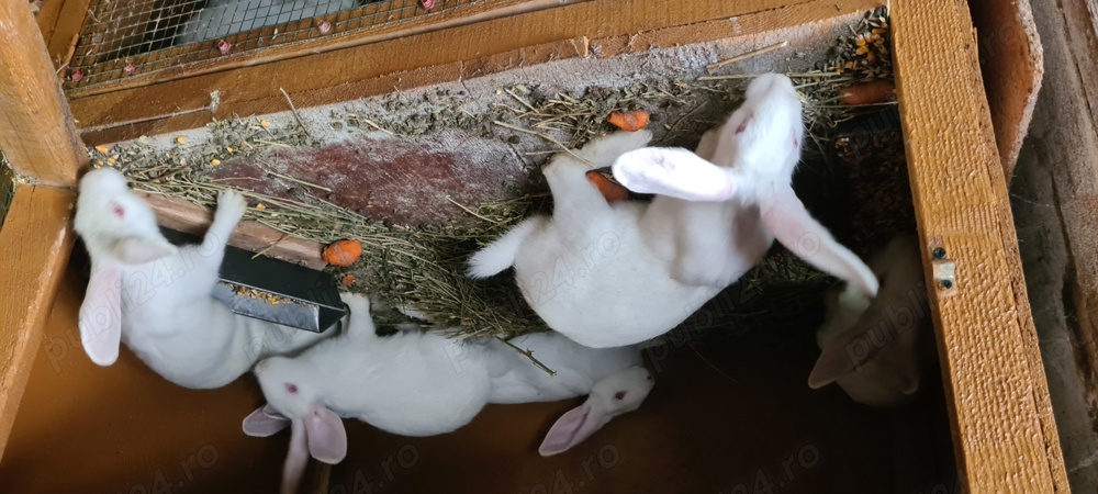 iepuri din rasa hycole  iepuri din rasa hycole