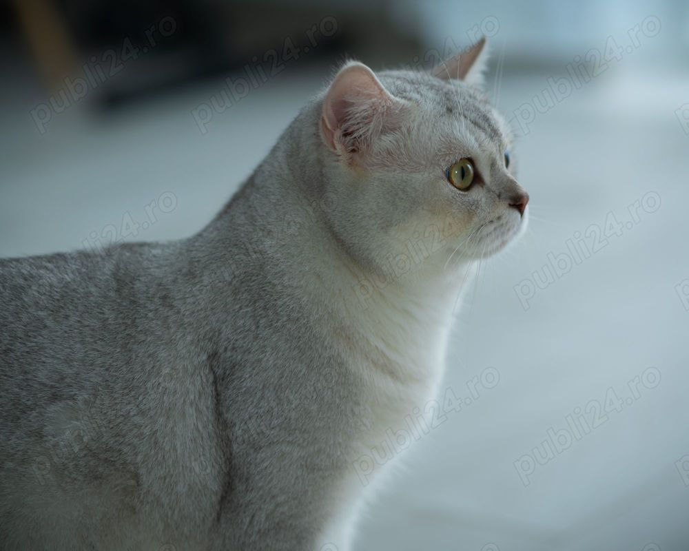 motan british shothair monta