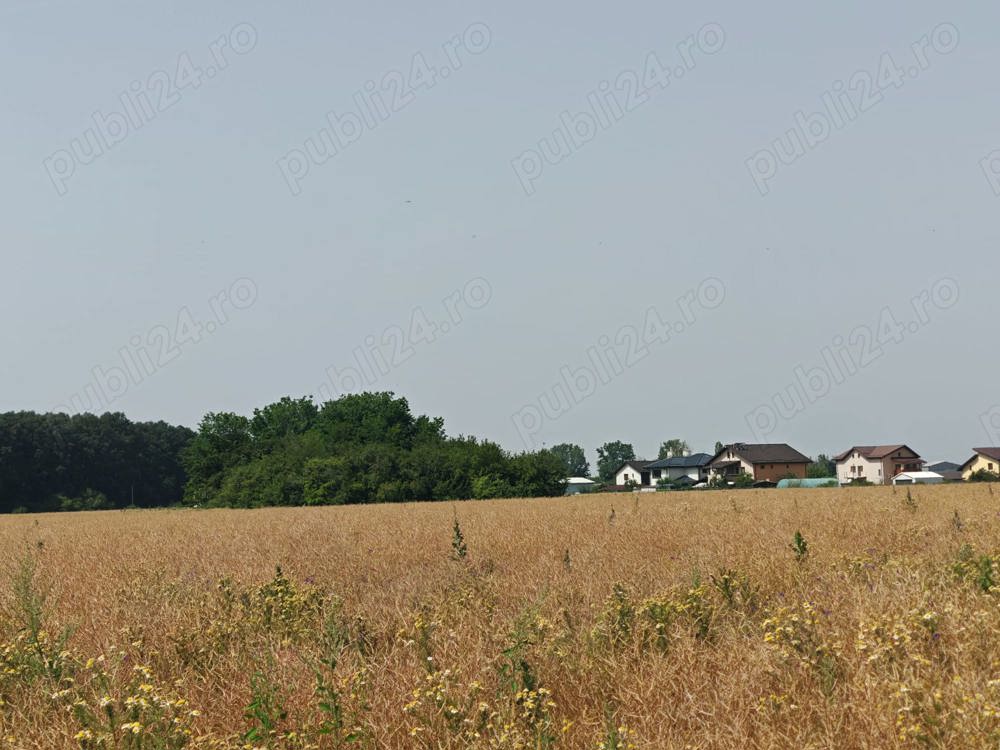 Teren, 8950 mp, langa padure, Intravilan, Magurele, Ilfov, strada Tangentei, cartierul Seismologilor