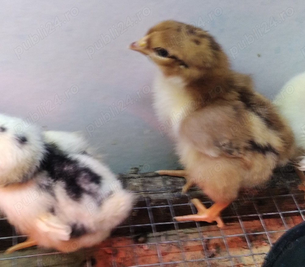 11 puisori Sussex Portelan