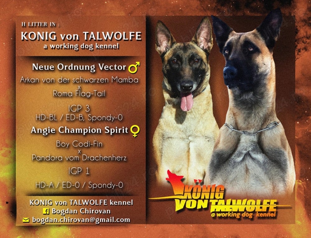 Ciobănesc belgian Malinois