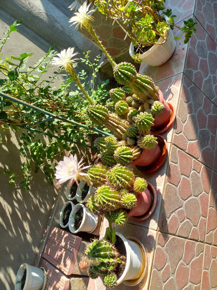 CACTUȘI INFLORITI,FLORI ALBE, ROZ,ROȘII,MODELE DIFERITE,CU SAU FARA PUI 