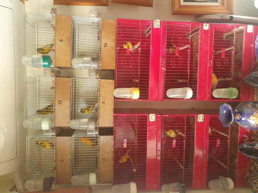 Vand canari Vand canari