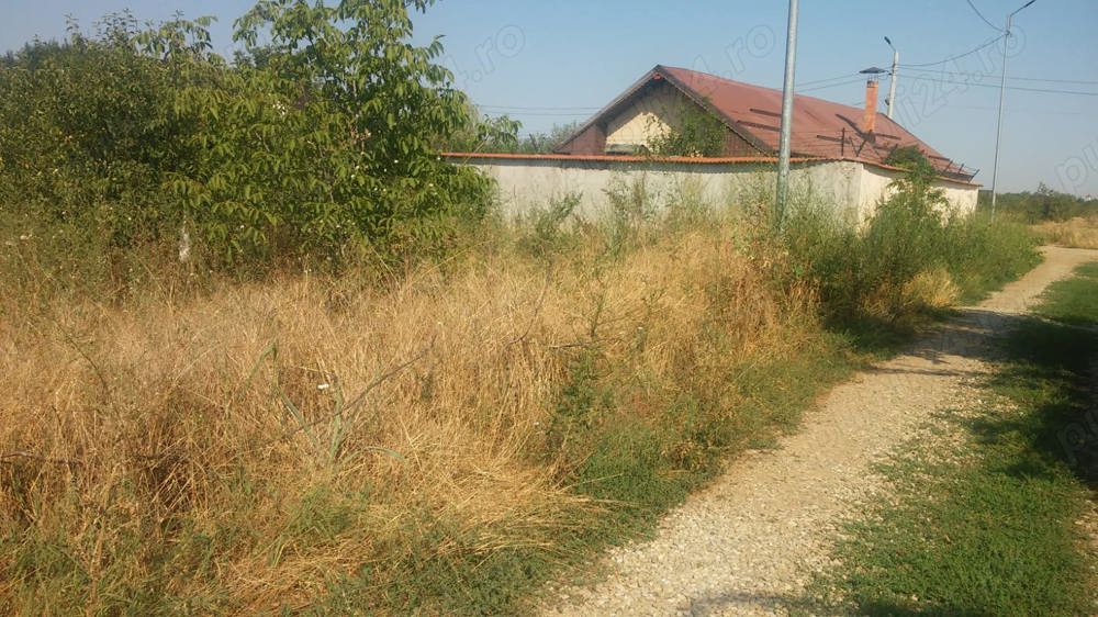 Cernica (Tânganu) teren 1000 mp intravilan  Cernica (Tânganu) teren 1000 mp intravilan