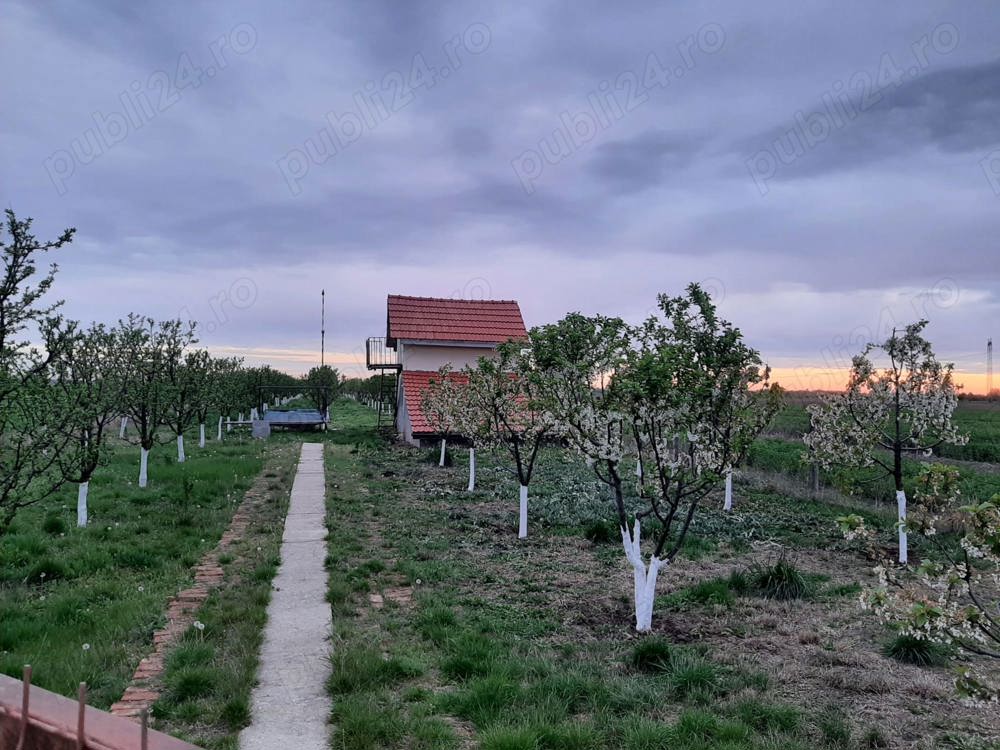 Gradina cu pomi Fructiferi si Casuța de weekend 