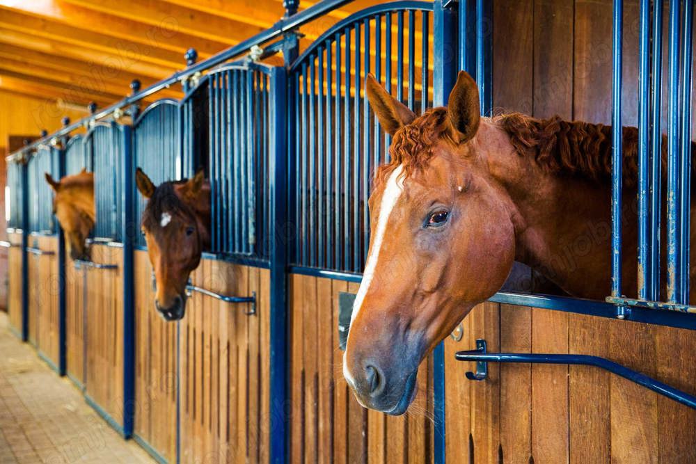 Căutăm persoana pentru ferme de cai in Germania!!